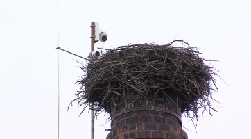 Čapí hnízdo čeká na své obyvatele pod dohledem kamery