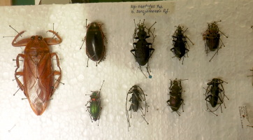 Sezónní výstava na hradě Malenovice je věnována broučkům