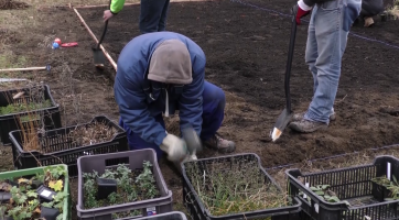 Trávníky u autobusového nádraží oživí hvozdíky i kopretiny