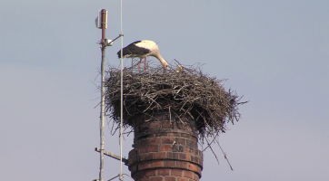 Kamera sleduje život čapího páru na komíně