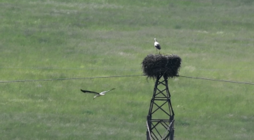 Na Valašsko přiletěli čápi ze svých zimovišť