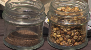 Osázejte si zahradu semínkovou bombou