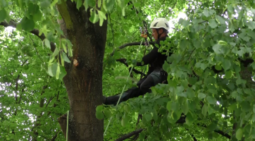 Stromy opečovávají arboristé
