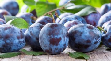 Úroda švestek bude letos dobrá