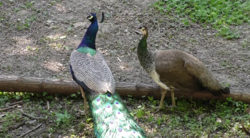 Zámecký park oživil pár pávů