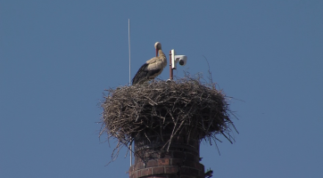 Vzdušný prostor kolem čapího hnízda čeká na první starty mláďat 