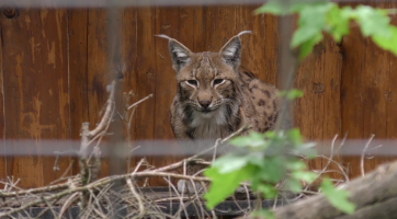 S Mezinárodním dnem rysů začal i virtuální běh
