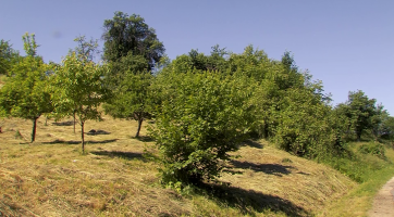 Na pastviny v Maršově vyběhnou krávy