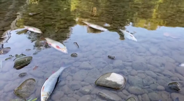 Ekologické spolky požadují nápravu škod na otrávené Bečvě