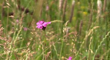 Vysoké trávníky letos rozkvetly