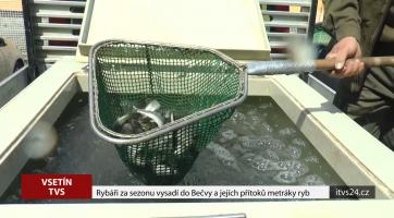 Rybáři za sezonu vysadí do Bečvy a jejích přítoků metráky ryb