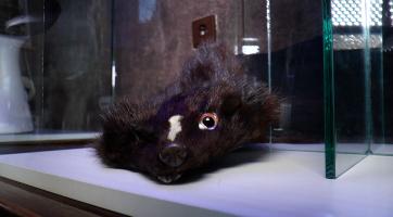 Nechte na hlavě! To je název výstavy, která zdobí prostor Muzea Františka Skopalíka v Záhlinicích. Co skrývá, se dozvíte v následující reportáži.