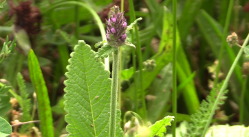 Kraj přispěje na údržbu chráněných území