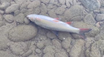 Bečvu nemusel otrávit kyanid