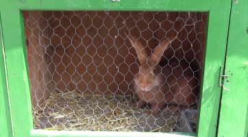 Bartolomějský jarmark zaujal i díky chovatelům
