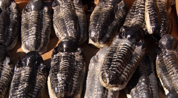 Při muzejní noci otevřeli paleopískoviště