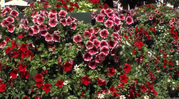 Ve městě na jaře rozkvetou další dvě lokality