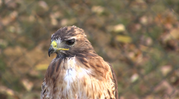 Sázení stromů na Rochusu doprovodili dravci