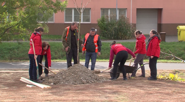 Zájemci ve Starém Městě zasadili padesát stromů