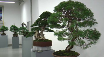 Staré Město zaplnily bonsaje