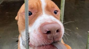 Vánoce v útulku. Pamlsky pro čtyřnohé mazlíčky darovali školáci, firmy i pracující