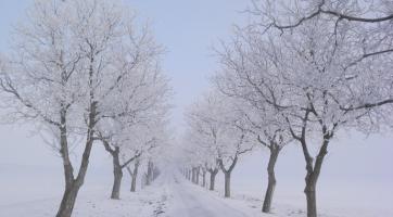 Jaká bude nejkrásnější Alej roku? Hlasovat můžete i vy