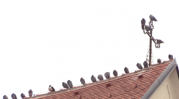 Krmení je u kašny zakázáno