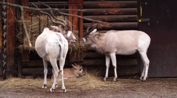 Magazín Hodonín 11. 12. 2021