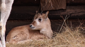 V hodonínské zoo přišel na svět adax núbijský