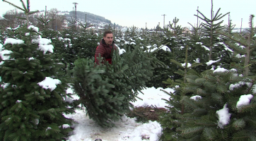 Na želechovické plantáži si lidé mohou stromek sami uřezat  