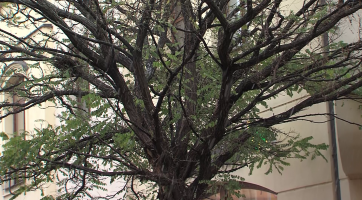 Výměna akátů v Havlíčkově ulici