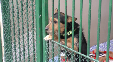 Nový útulek by měl stát už v novém roce