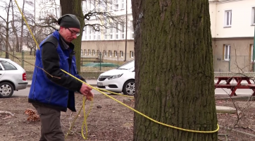 Arboristé pokračují v péči o stromy