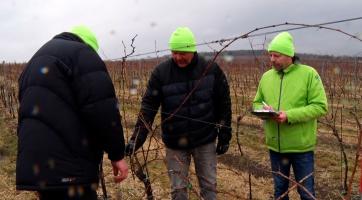 Soutěž v řezu vinné révy zná vítěze