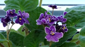 Knihovna založila semínkovnu