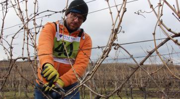 Na Slovácku se utkají nejlepší řezači révy vinné o titul mistra České republiky