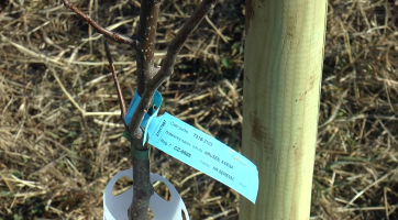 Hulín pokračuje ve výsadbě nových stromů