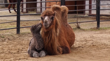 Zoo se těší z přírůstků velblouda a klokanů