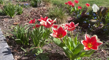 Připravte si zahrádky, soutěž Rozkvetlé město je tu!