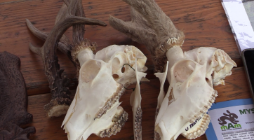 Děti se dozvěděly, jak vypadají parůžky srnce i jeho stopy