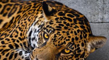 Zlínská zoo otevřela největší výběh pro šelmy v Evropě