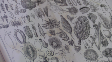 Muzeum se věnuje planým rostlinám