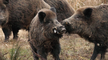 Pět tisíc za ulovené prase. Zlín bojuje s přemnoženou černou zvěří motivačním zástřelným