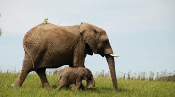 Fantazie! Zlínská zoo byla v roce 2021 třetím nejnavštěvovanějším místem v ČR