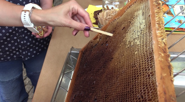 Muzejní noc patřila včelám 