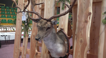 V Zubří vystavují jedinečné paroží jelena