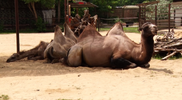 Zoo v létě zve na nové přírůstky i akce