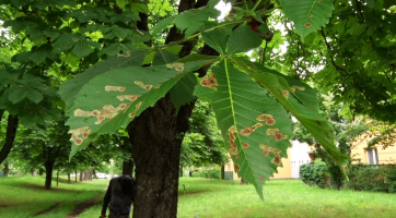 Hodonín se pustil do boje s klíněnkou jírovcovou