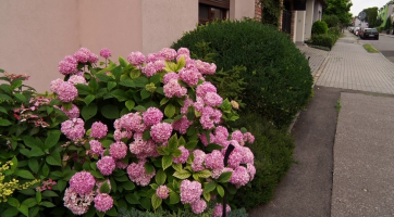 Radnice opět vyhlásila soutěž Kvetoucí Hodonín