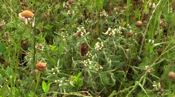 Kraj zajišťuje údržbu chráněných území 